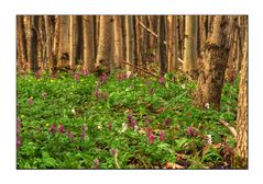 Frühling im Wald