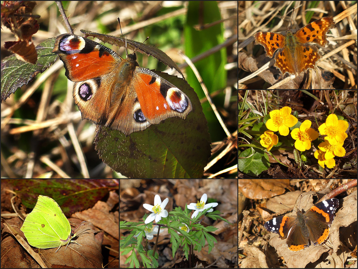 Frühling im Wald