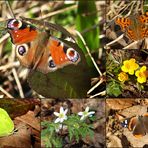 Frühling im Wald