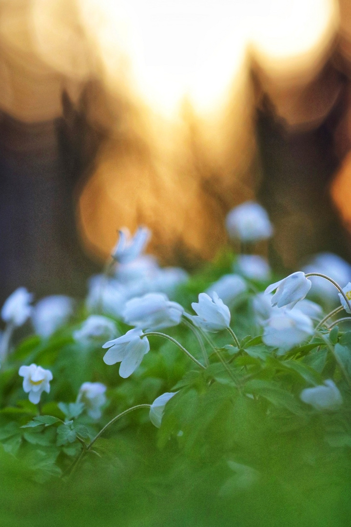 Frühling im Wald 