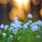 Frühling im Wald 