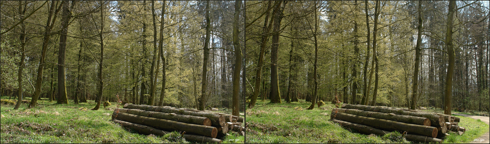 Frühling im Wald  3D 