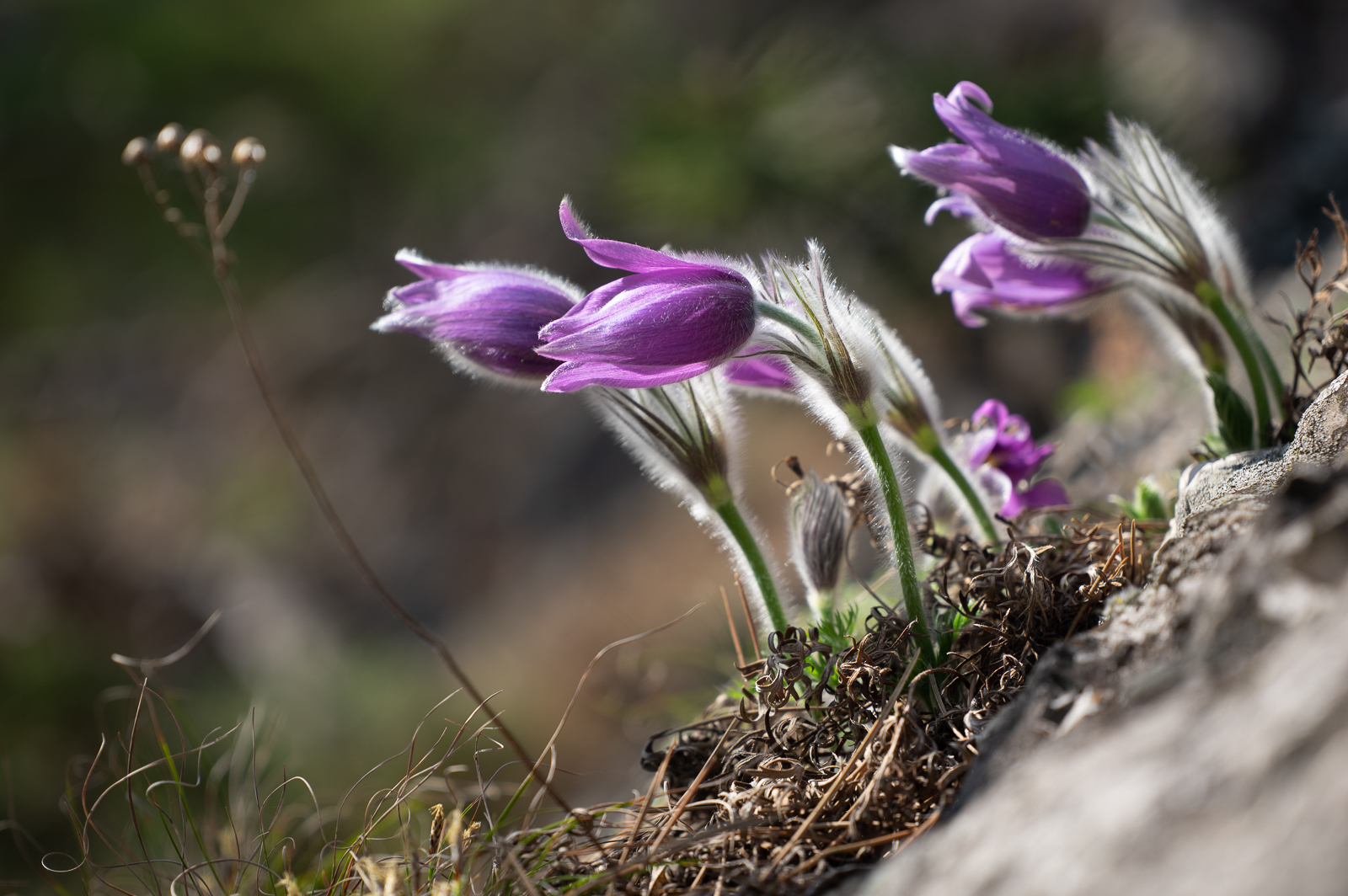 Frühling im Wald