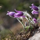 Frühling im Wald