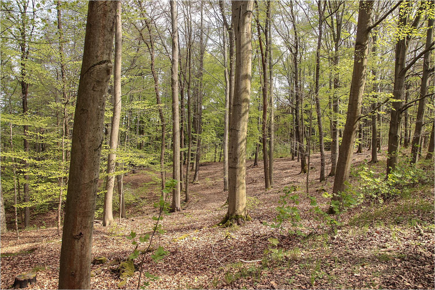 Frühling im Wald 4