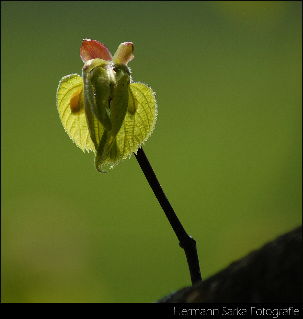 Frühling im Wald 4