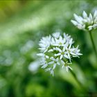 Frühling im Wald (4)