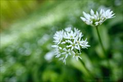 Frühling im Wald (4)