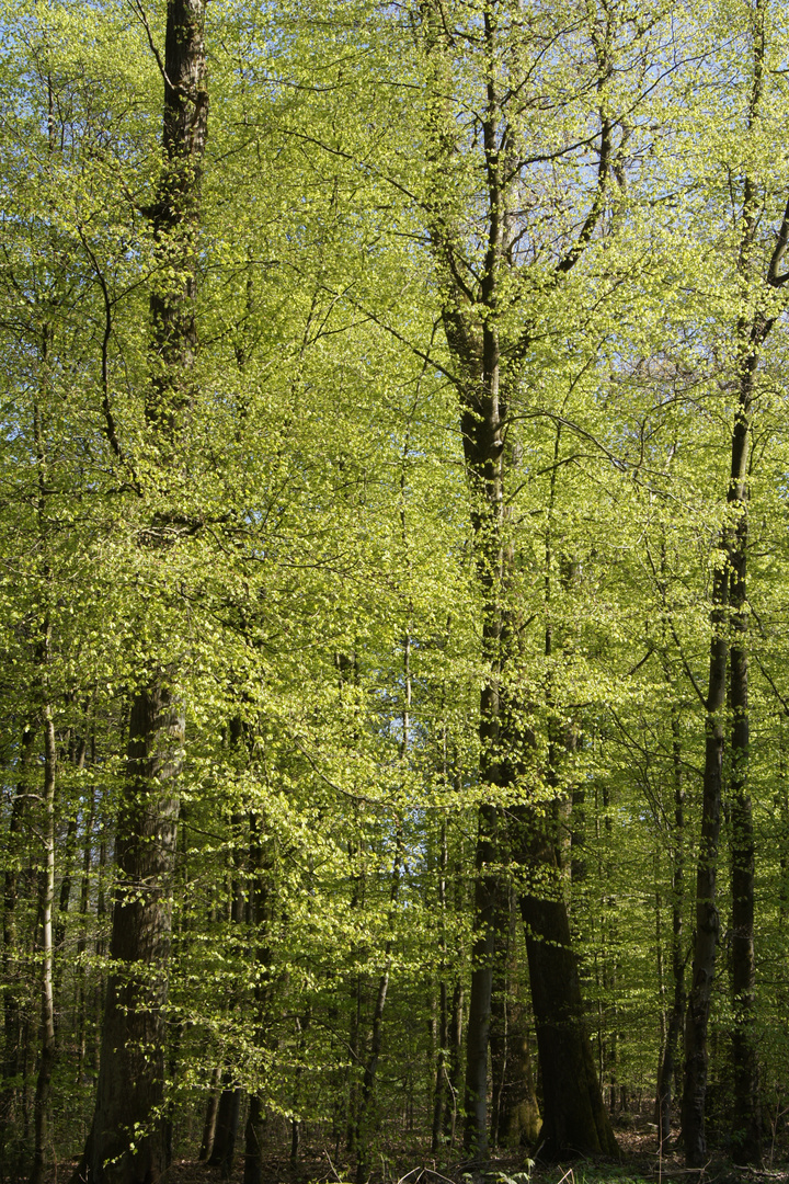 Frühling im Wald