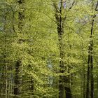 Frühling im Wald