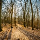 Frühling im Wald 42