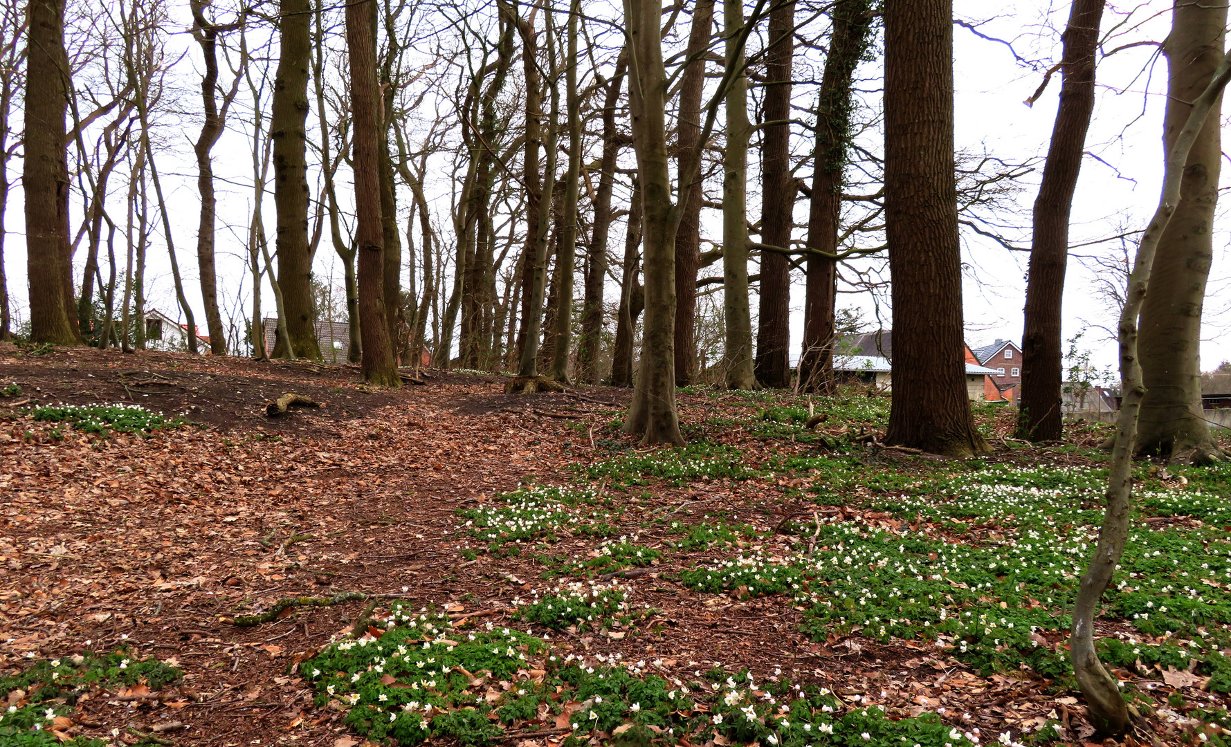 Frühling im Wald ...