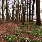 Frühling im Wald ...