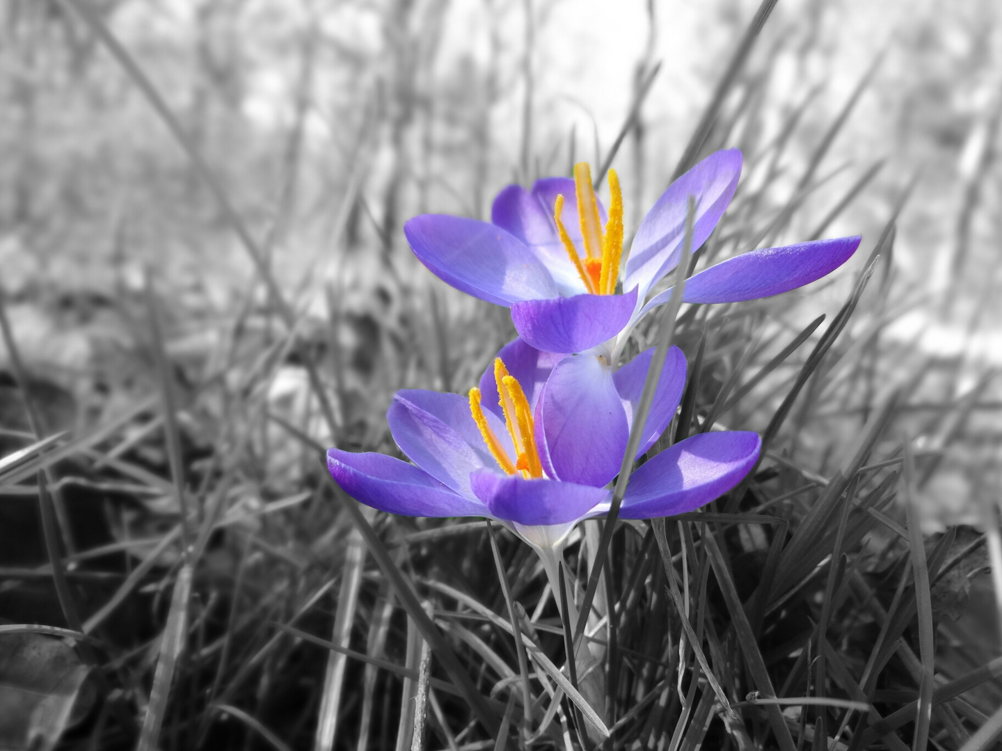 Frühling im Wald