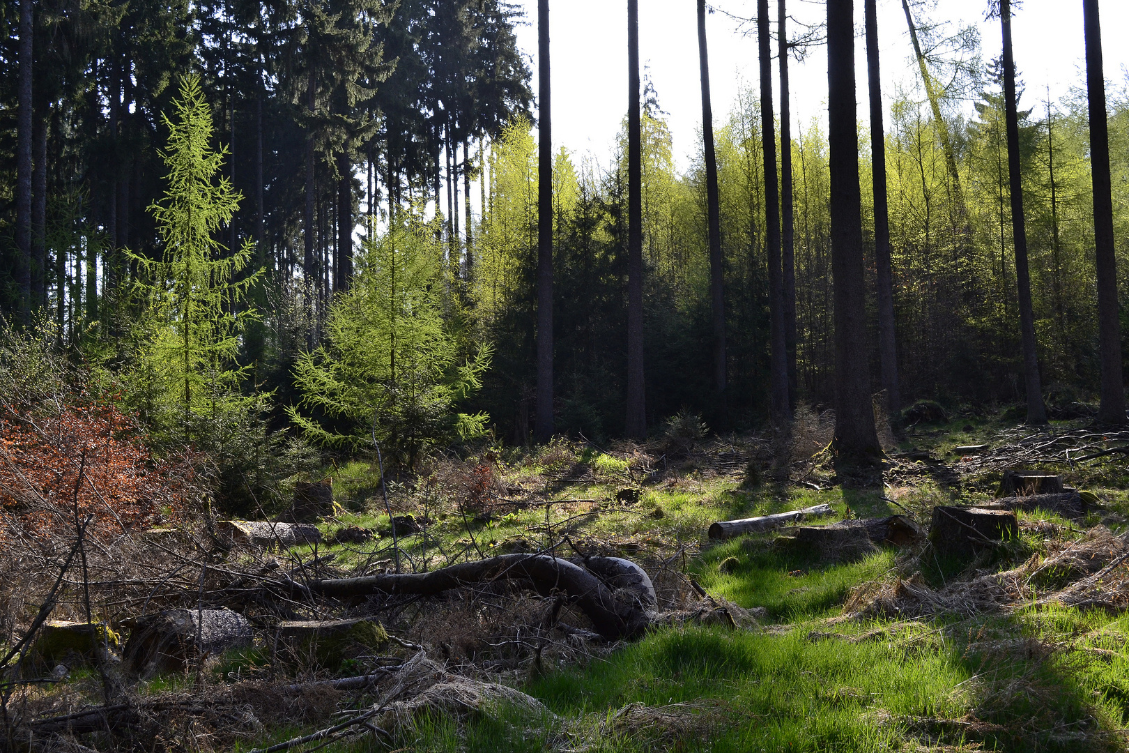 Frühling im Wald