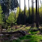 Frühling im Wald