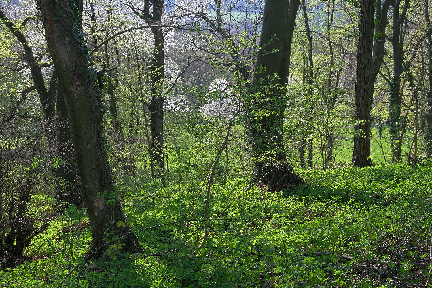 Frühling im Wald