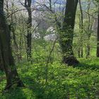 Frühling im Wald