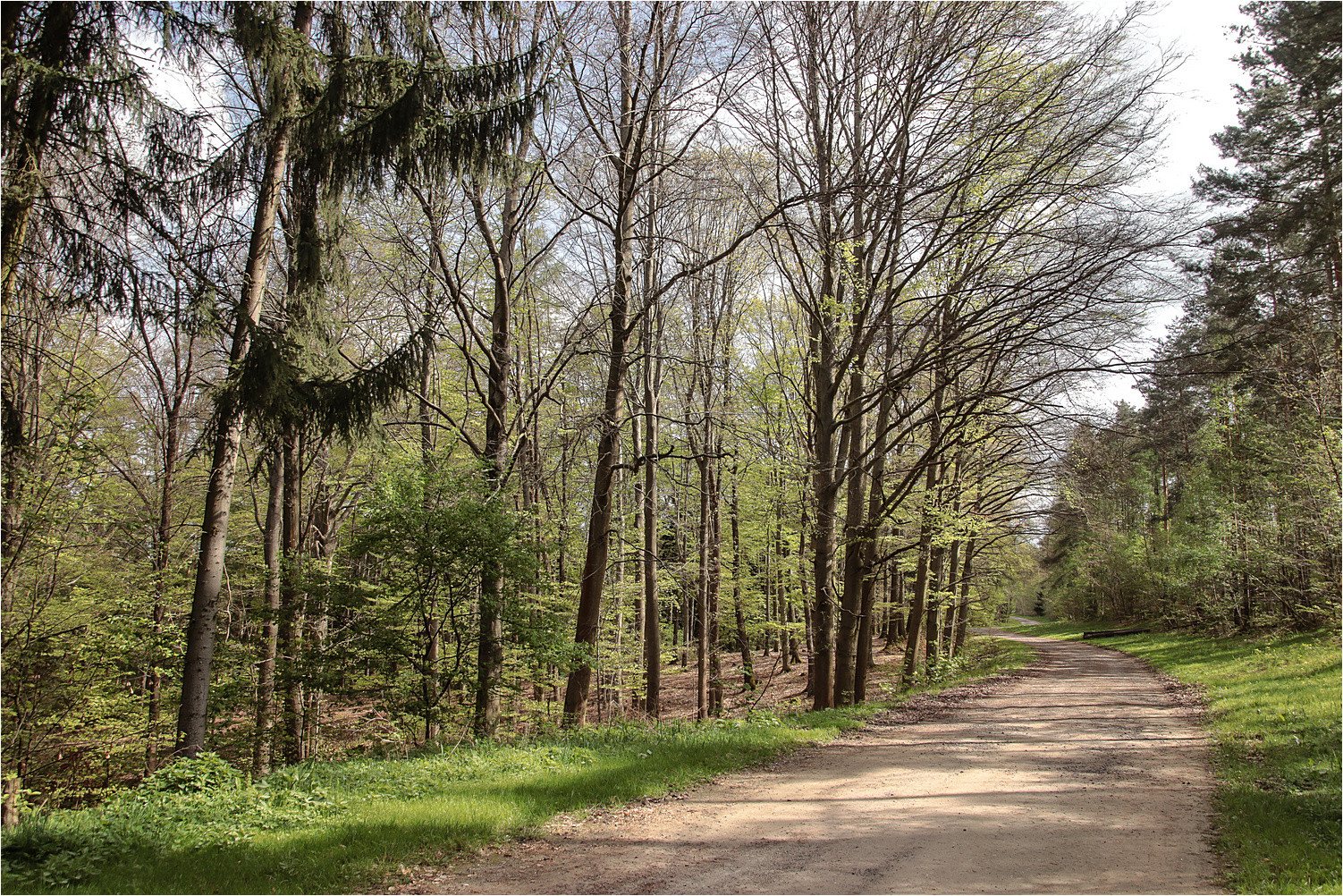 Frühling im Wald 5