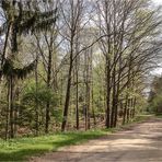 Frühling im Wald 5