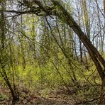 Frühling im Wald (5)