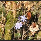 Frühling im Wald