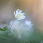 Frühling im Wald