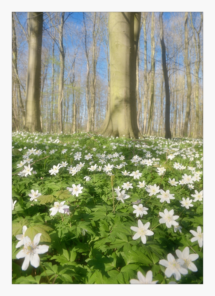 Frühling im Wald