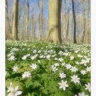 Frühling im Wald