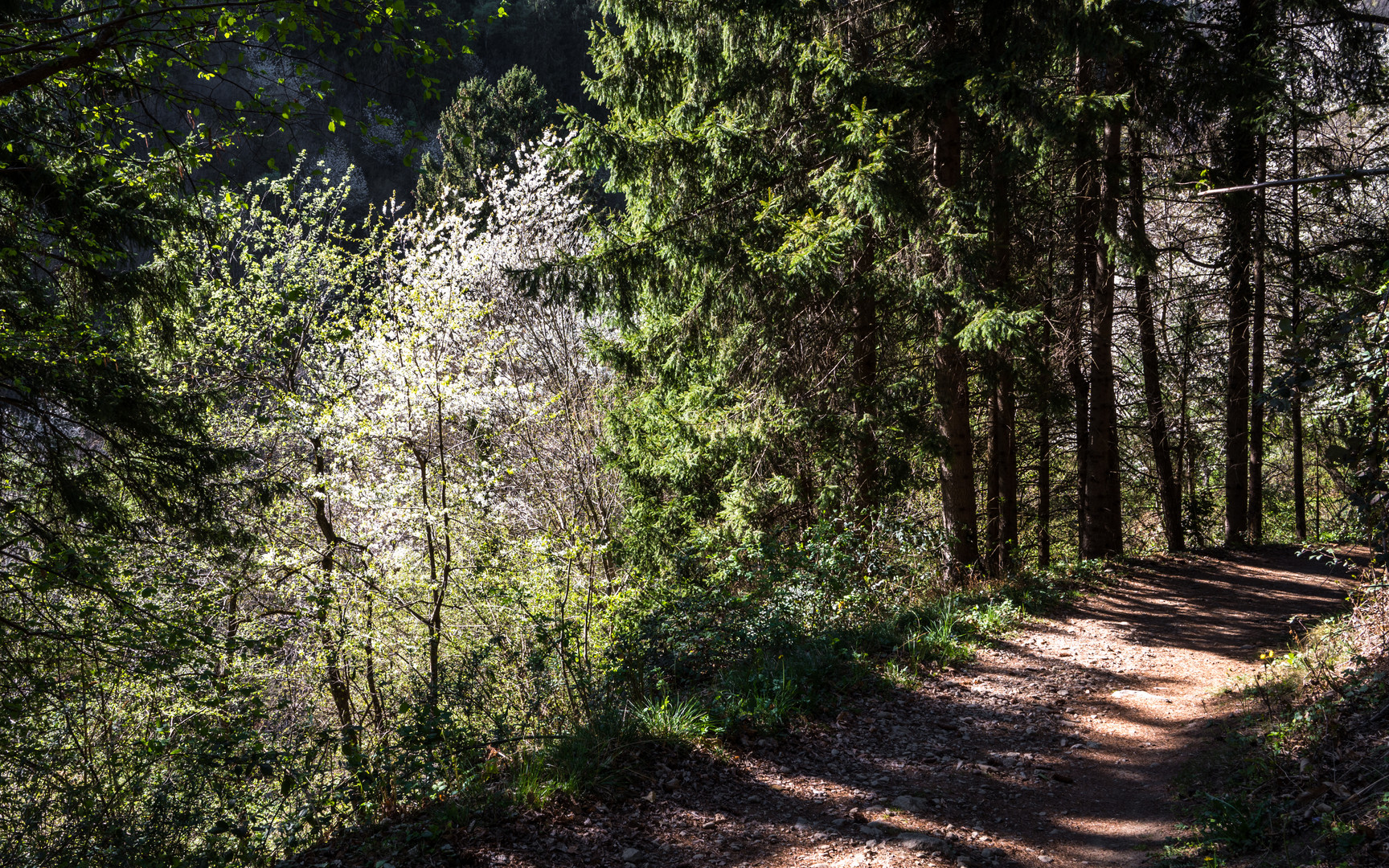 Frühling im Wald