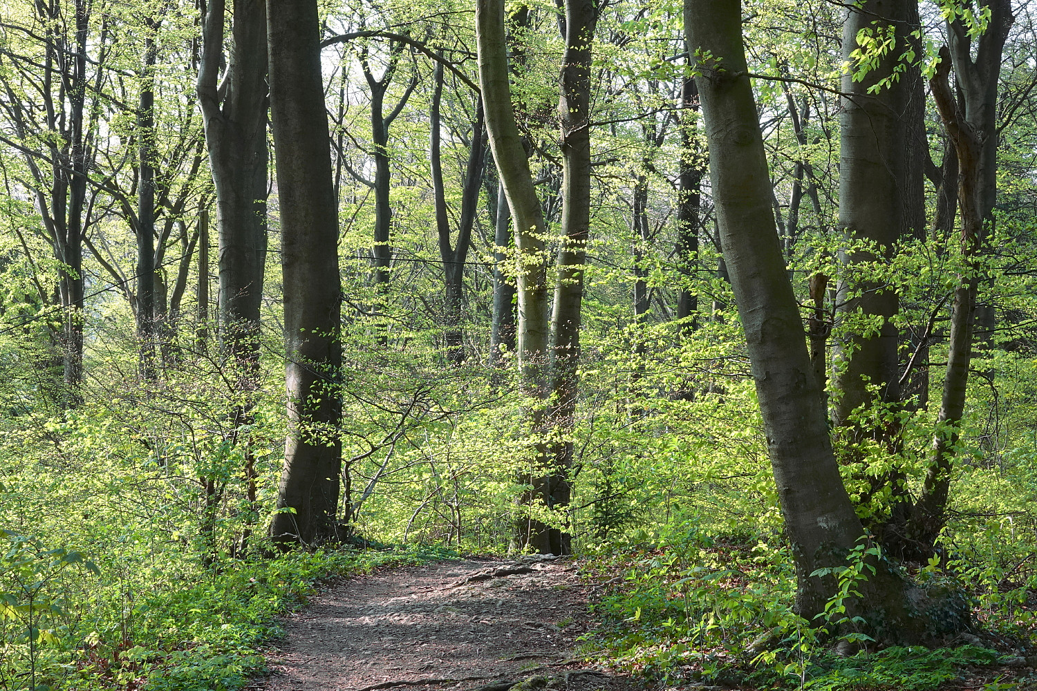 Frühling im Wald