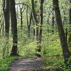 Frühling im Wald