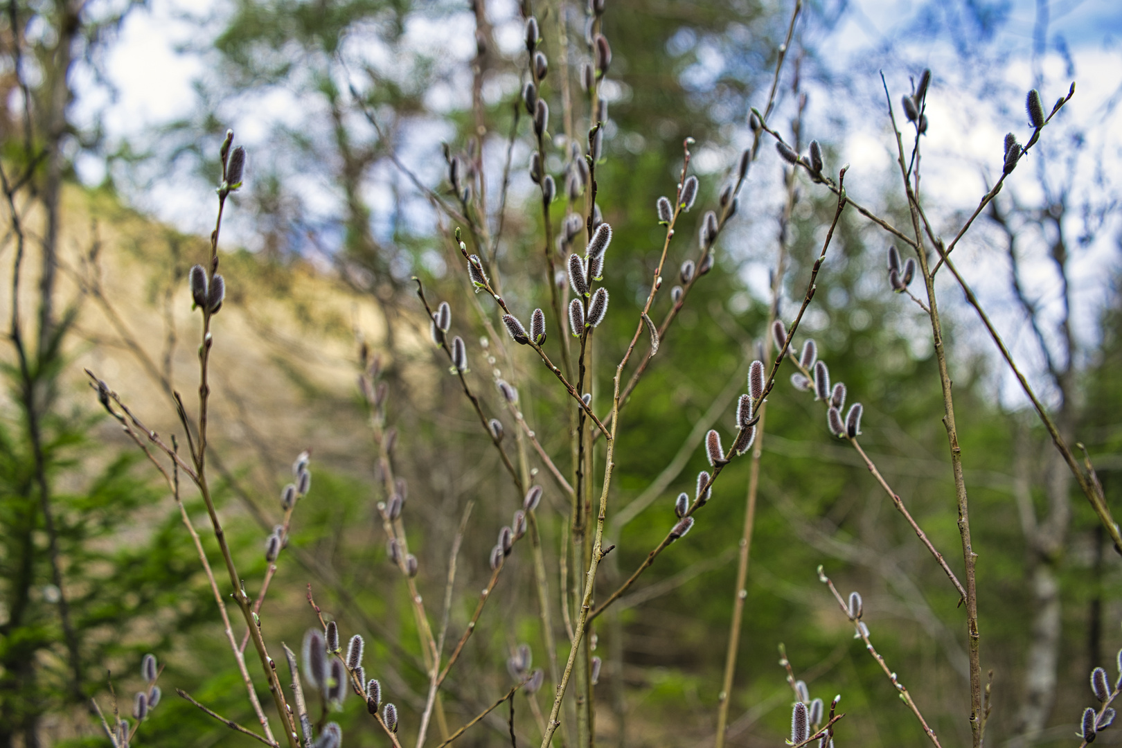 Frühling im Wald