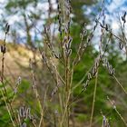 Frühling im Wald