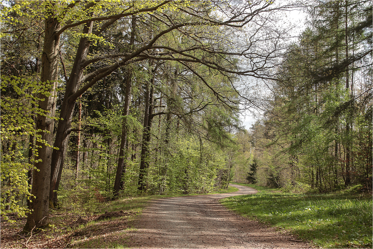 Frühling im Wald 6