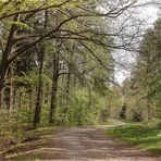 Frühling im Wald 6