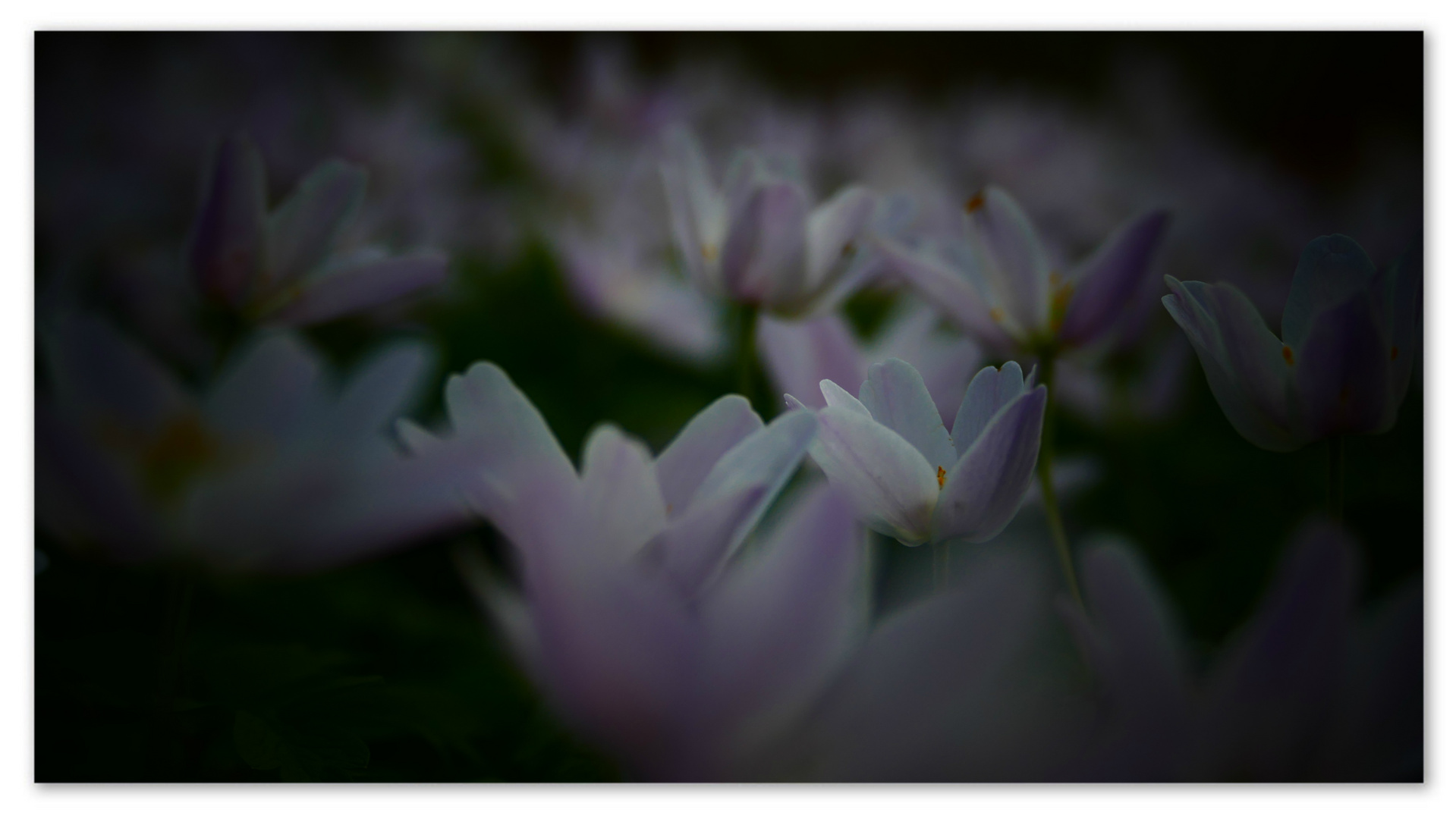 Frühling im Wald