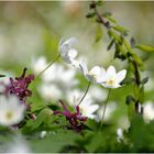 Frühling im Wald