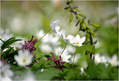 Frühling im Wald