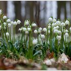 Frühling im Wald