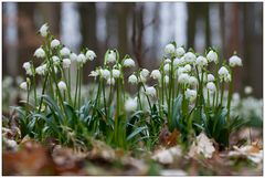 Frühling im Wald