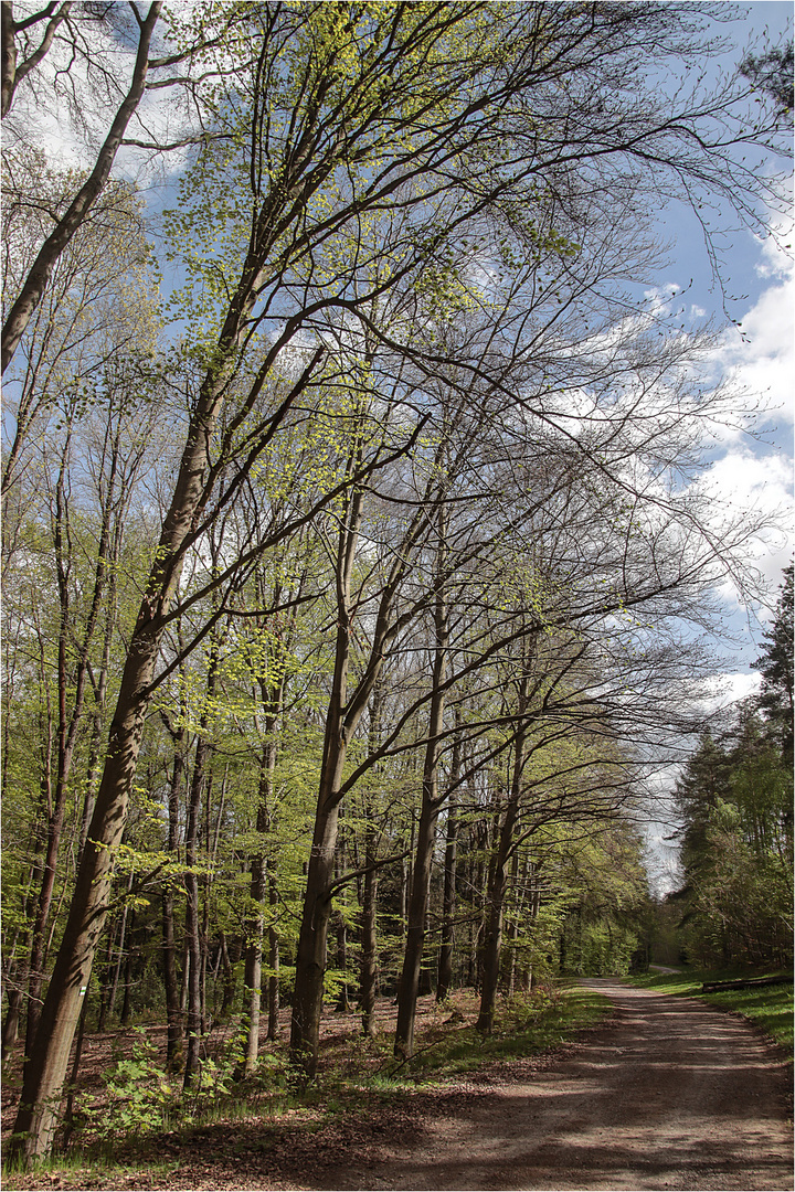 Frühling im Wald 7