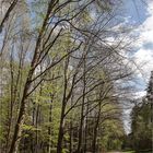 Frühling im Wald 7