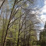 Frühling im Wald 7