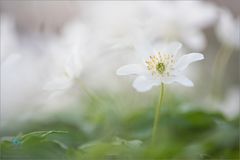 ~Frühling im Wald~