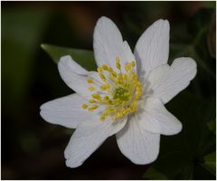 Frühling im Wald