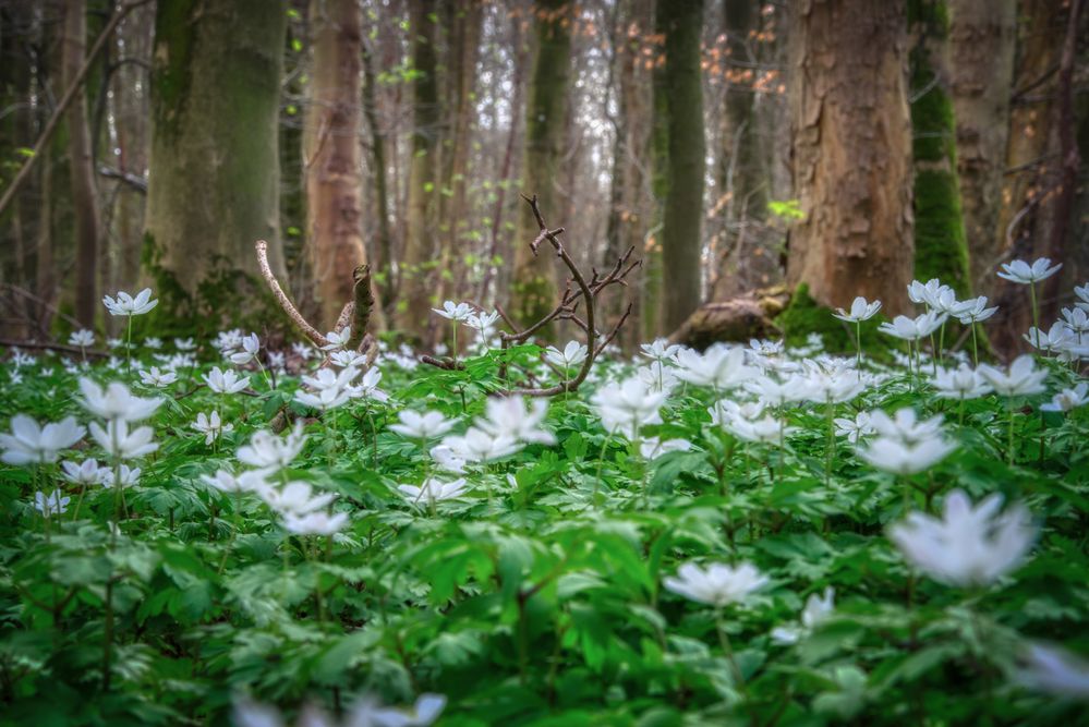 Frühling im Wald