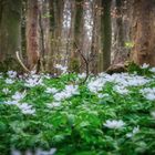 Frühling im Wald