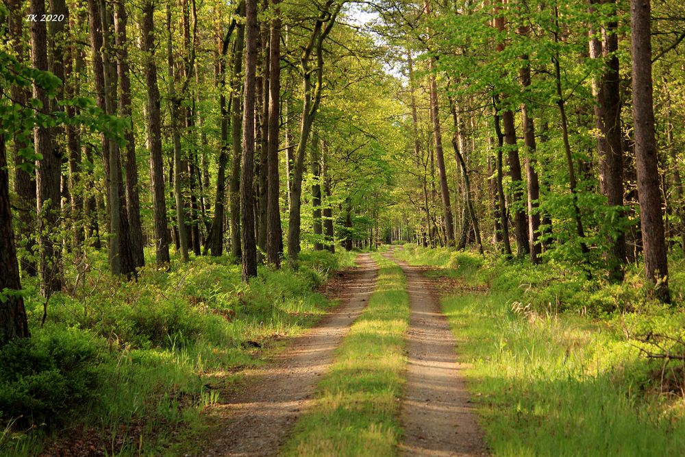 Frühling im Wald Foto & Bild | frühling, natur, jahreszeiten Bilder auf