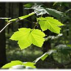 Frühling im Wald